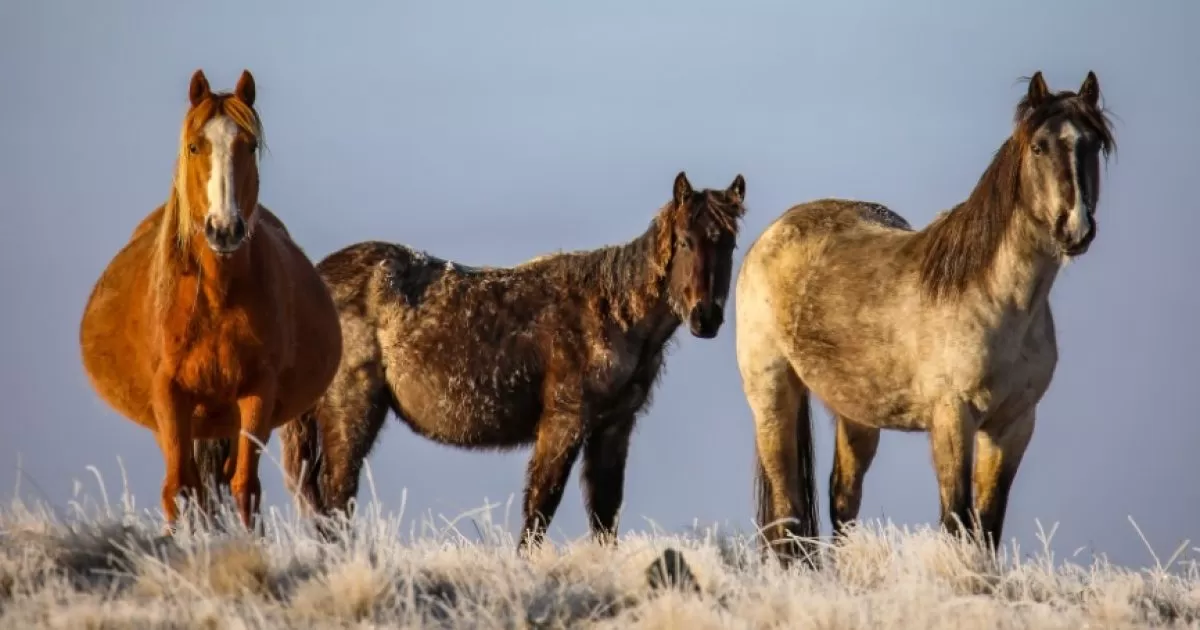 Wild horse future becomes a national question as advocates prepare to rally | About Regional image
