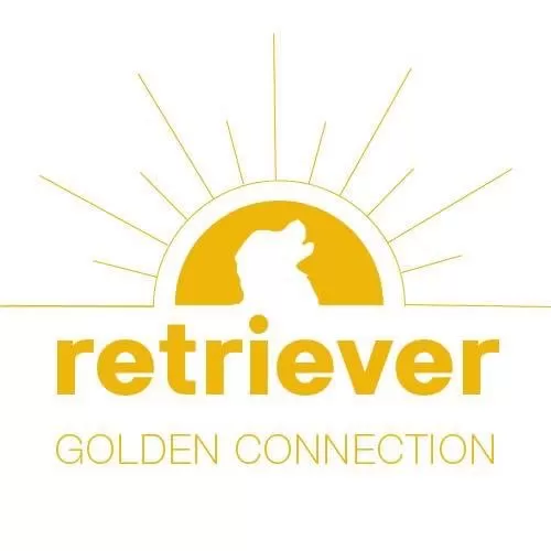 Retriever Golden Connection image