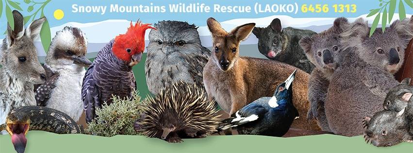 LAOKO - Snowy Mountains Wildlife Rescue image