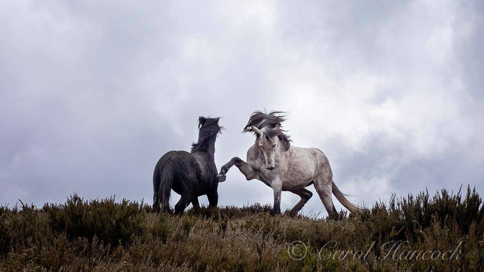 Cochran Horse Treks image
